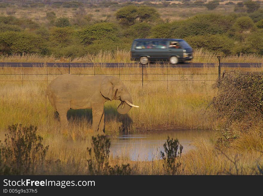 Elephant at the pool with a car passing by at close range. Elephant at the pool with a car passing by at close range.