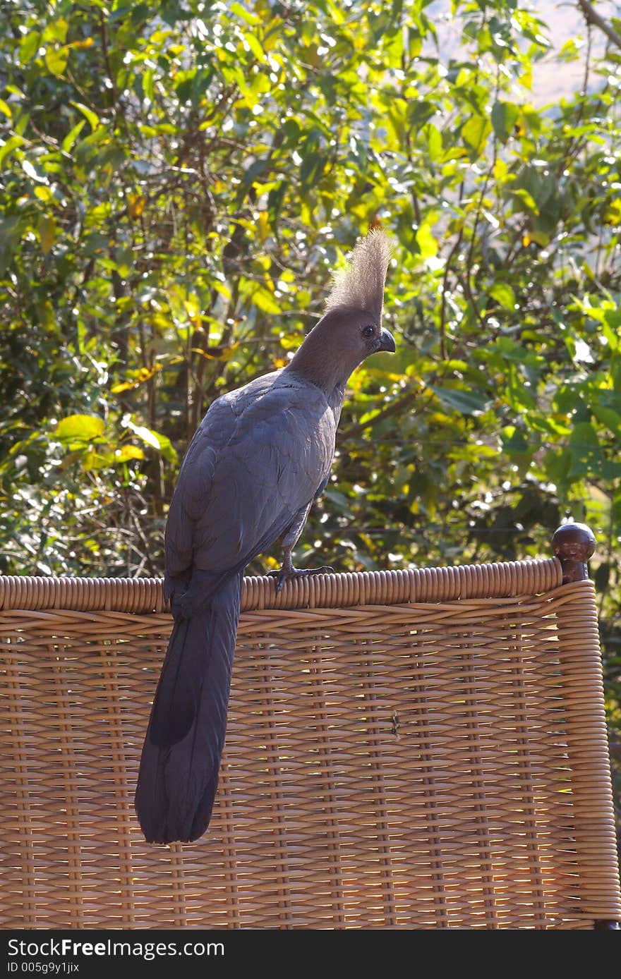 African Bird asking for food during morning breakfast.