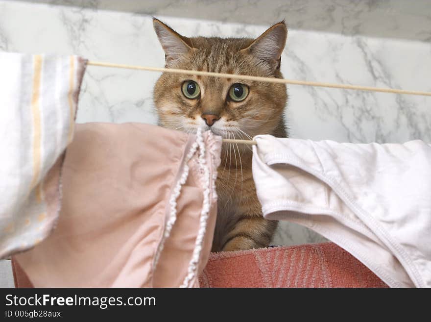 Portrait of a cat with green eyes