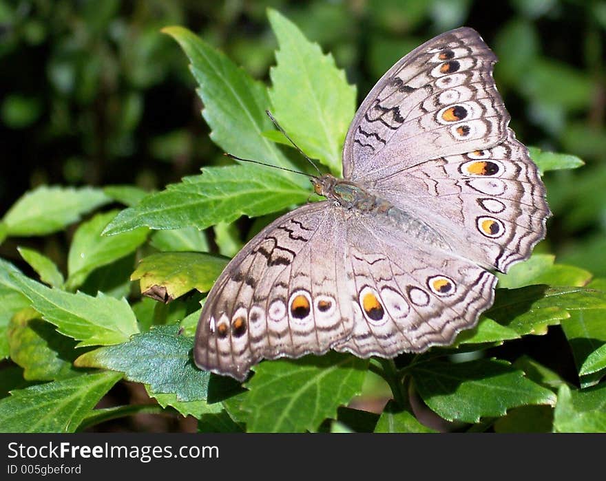 Butterfly or moth on leafy plant. Butterfly or moth on leafy plant