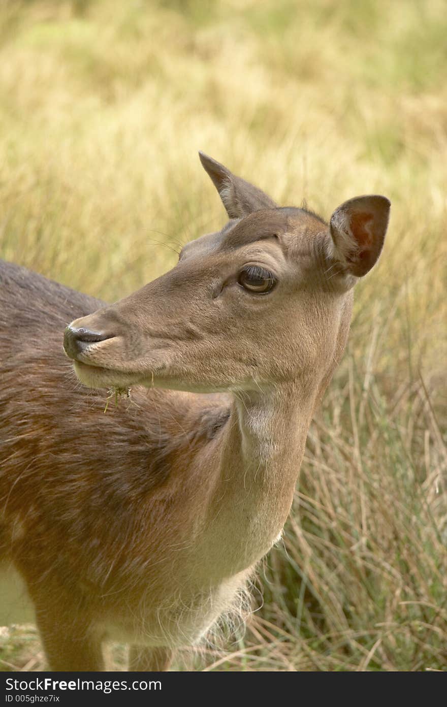 Young roe deer in grassland. Young roe deer in grassland