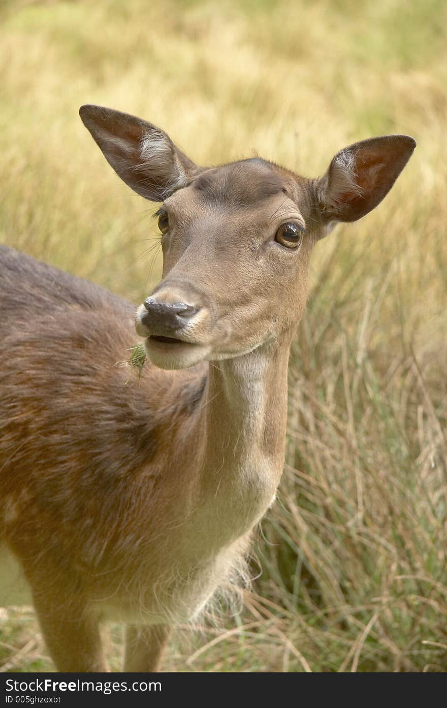 Young roe deer with grass in his snout. Young roe deer with grass in his snout