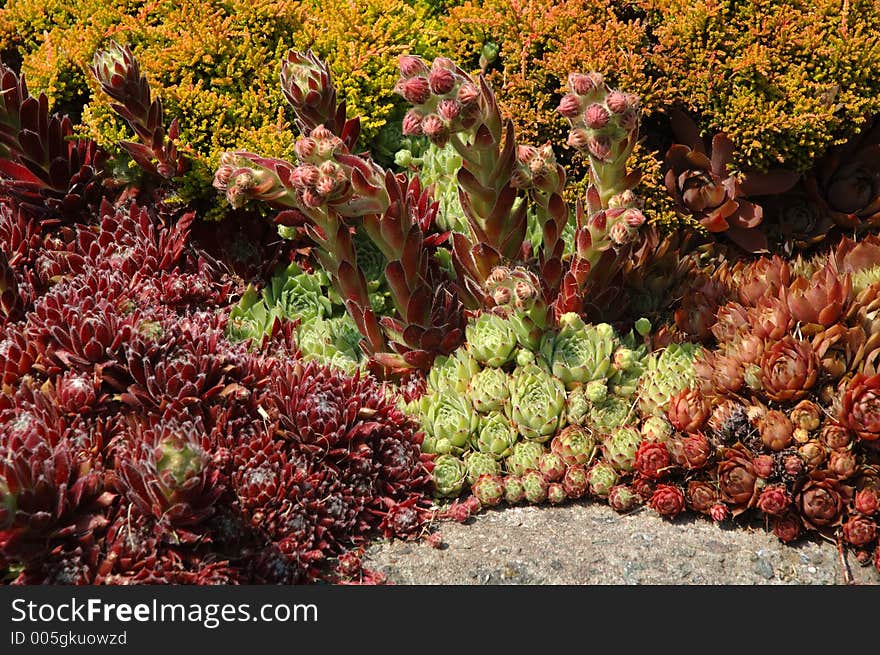 Houseleek, otherwise known as Hens and Chicks, Sempervivum.