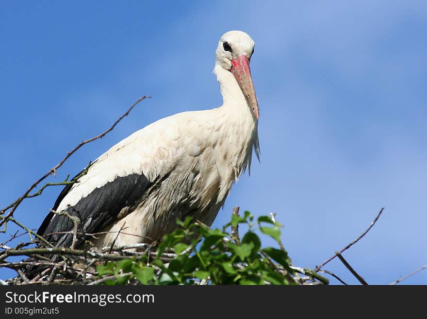 A stork on its nest