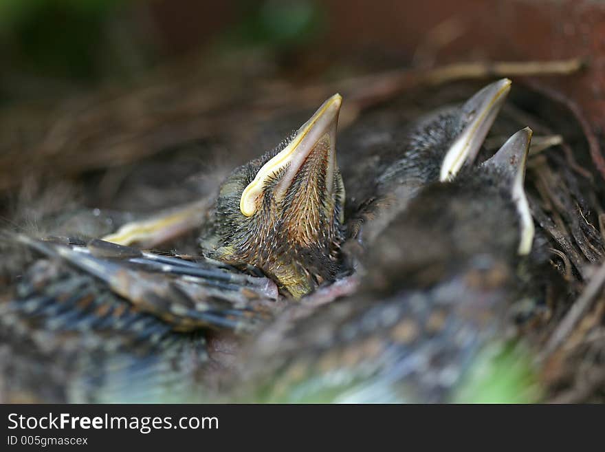 Picture of 4 young blackbirds in an nest near our home. Picture of 4 young blackbirds in an nest near our home