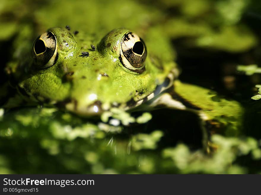 Close-up of a frog. Close-up of a frog