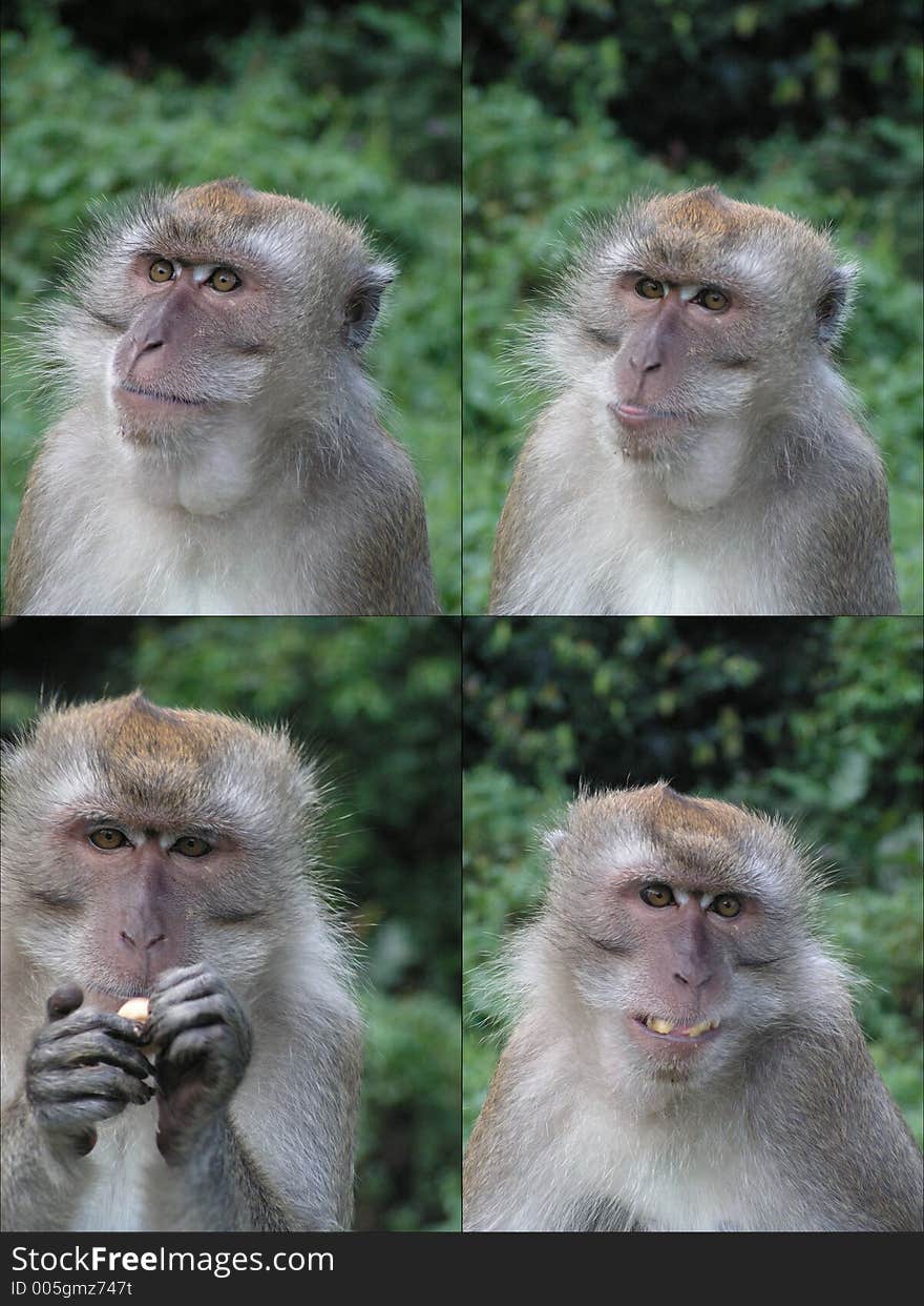 These are long tail macaques from singapore. Four facial shots with different actions like looking and eating. Human-like expressions. These are long tail macaques from singapore. Four facial shots with different actions like looking and eating. Human-like expressions.