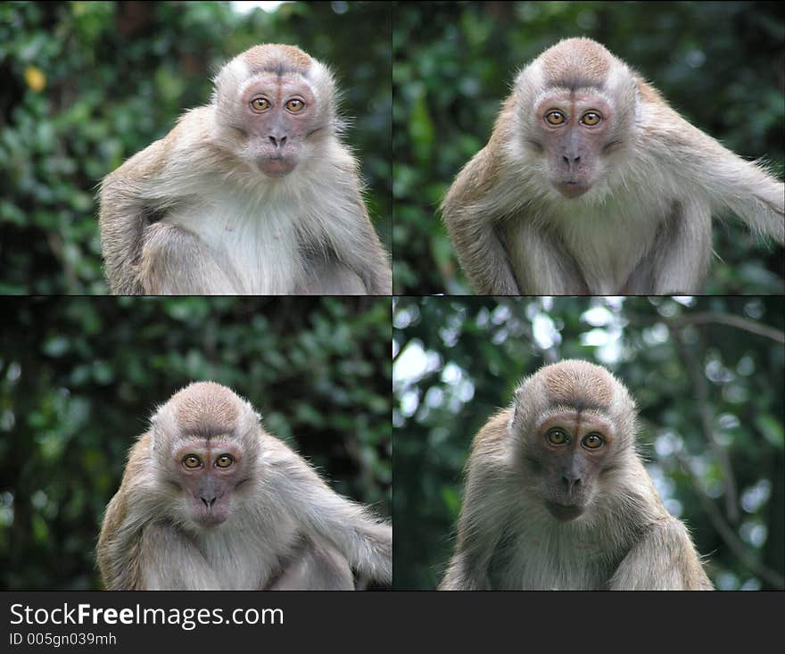 Surprised looks of four primates, these are long tail macaques from singapore. These live about 5oo metres from my house. they are male. Surprised looks of four primates, these are long tail macaques from singapore. These live about 5oo metres from my house. they are male.