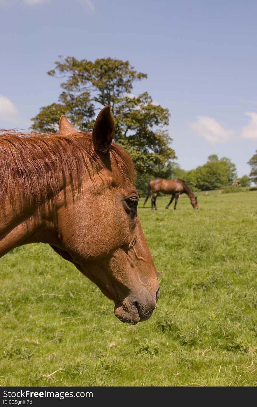 Chestnut Horses 1