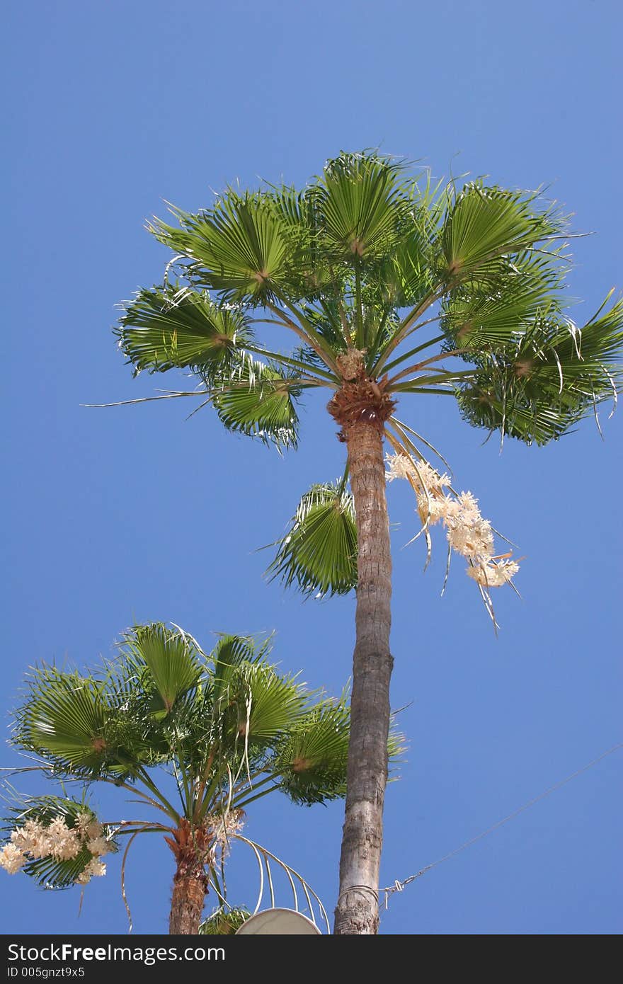 Two Palms