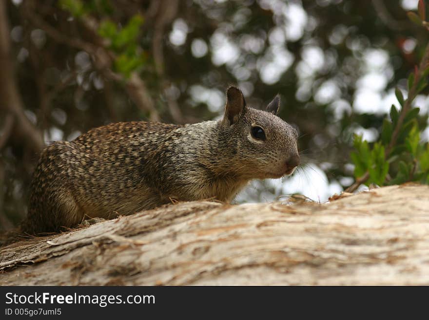 Squirrel standing on a branch, looking into camera. Squirrel standing on a branch, looking into camera