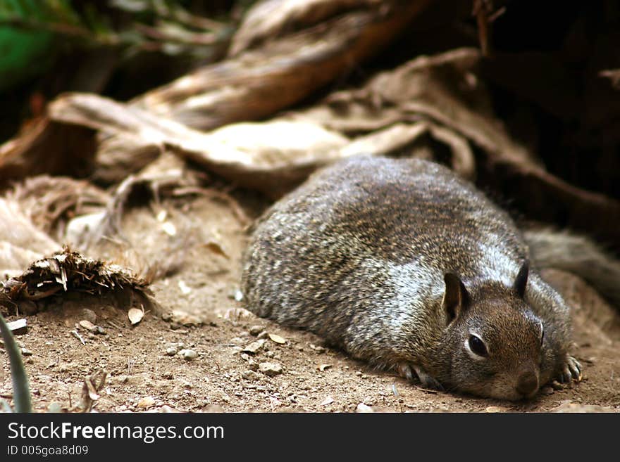 Chubby squirrel resting on floor, looking into camera.