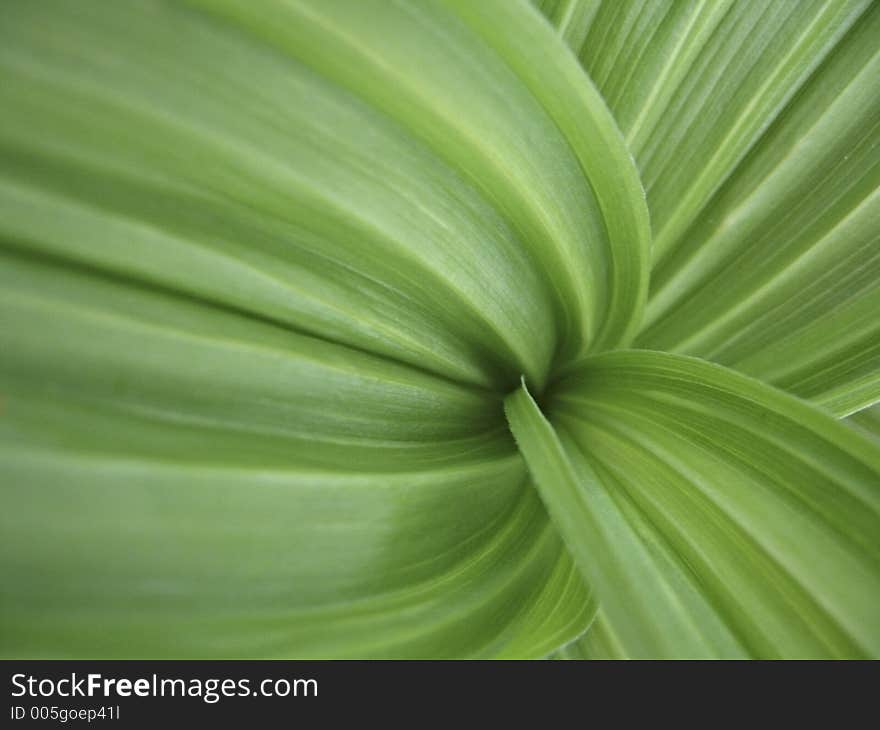 Lines of green leaves