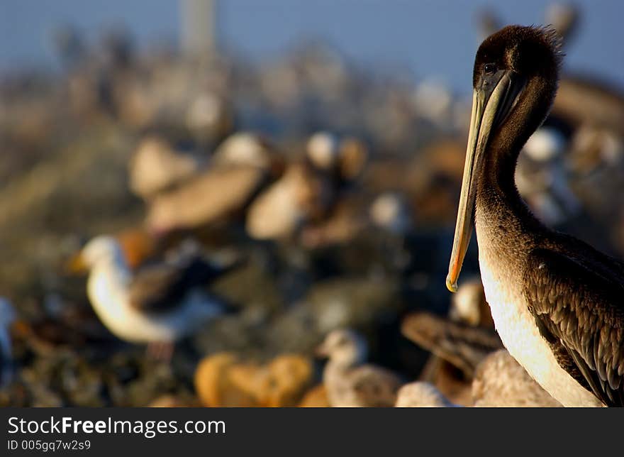 A close up of a pelican