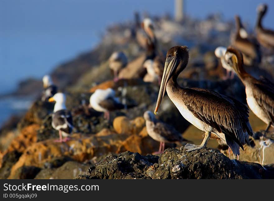 Pelicans and seagulls on the rocks at the ocean - shallow depth of focus