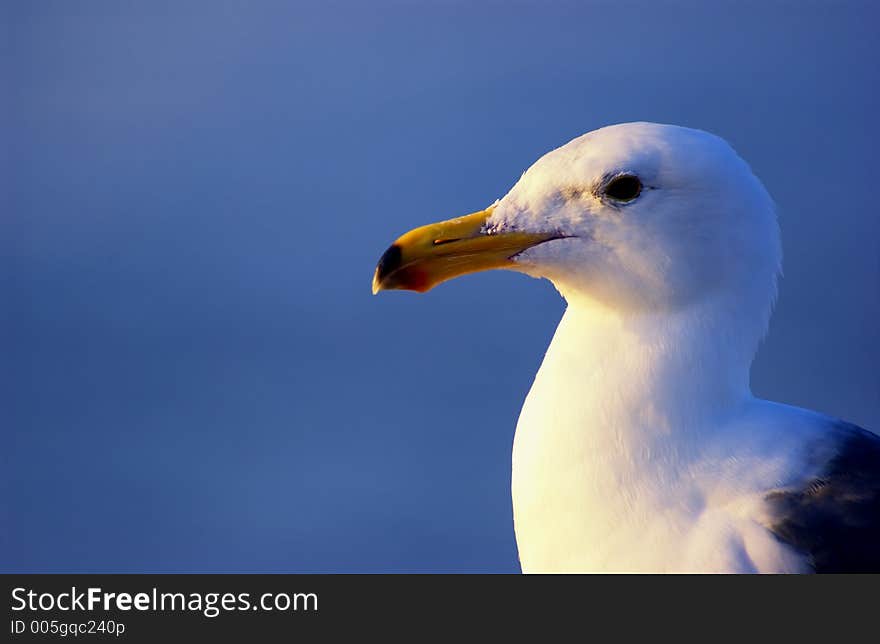 Head shot of a seagull