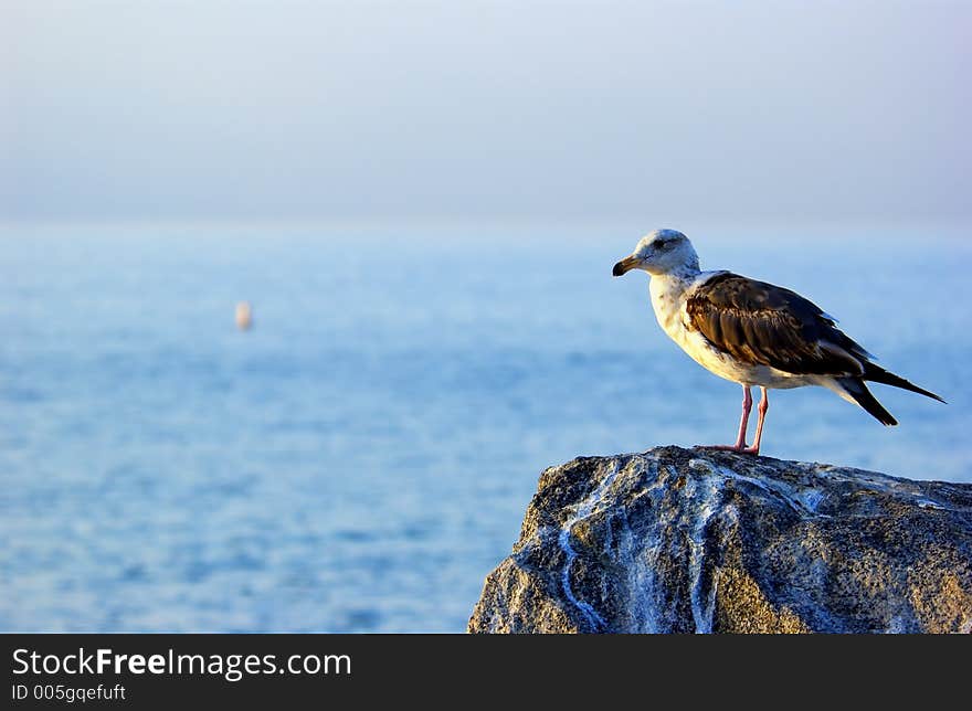 Seagull