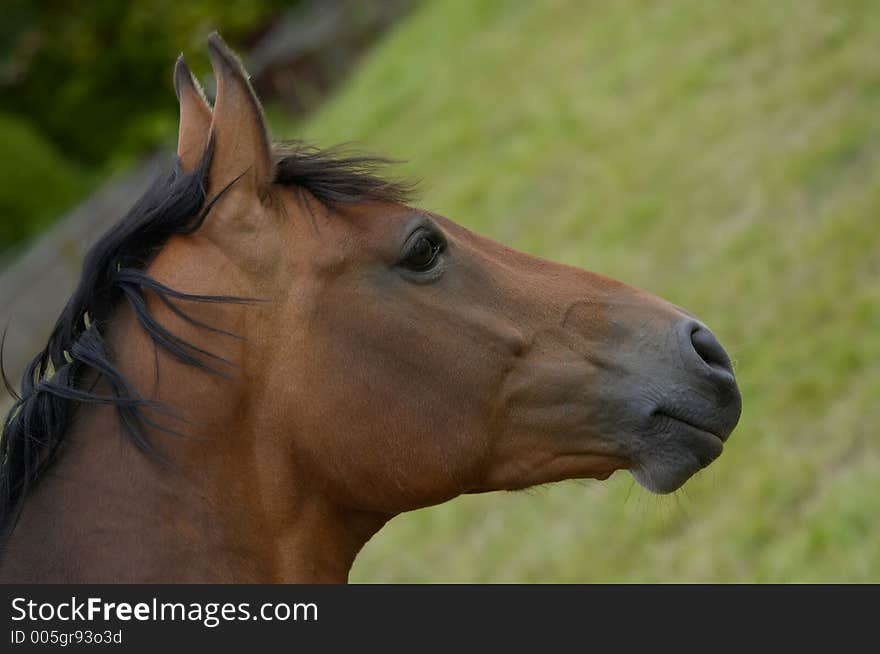 Portrait of a horse