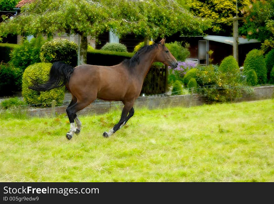 A beautiful horse in action