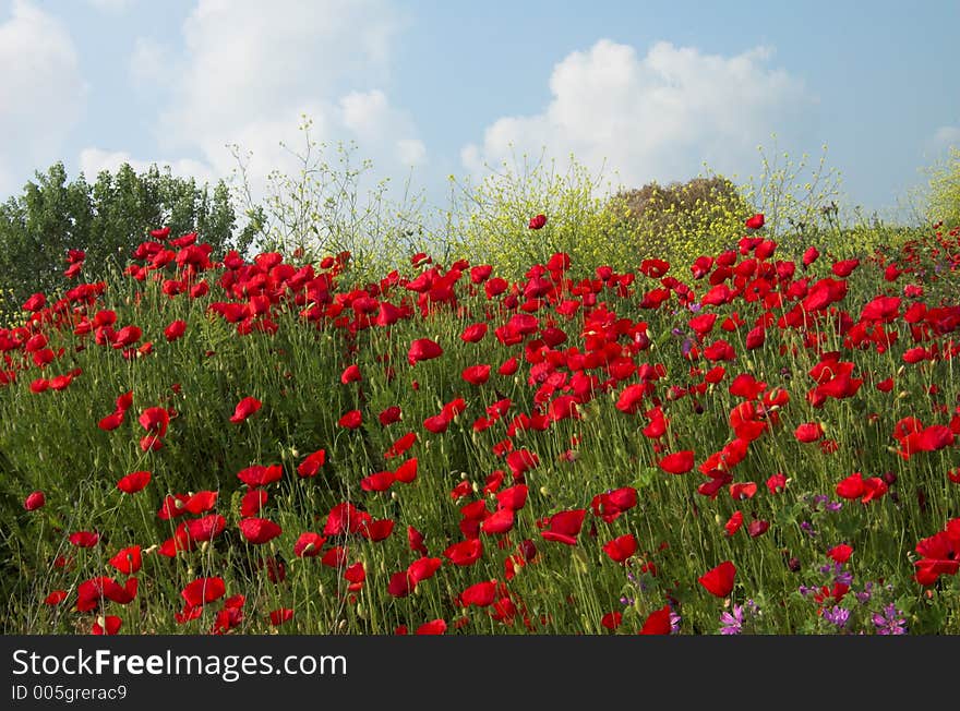 Poppies And Sky 2