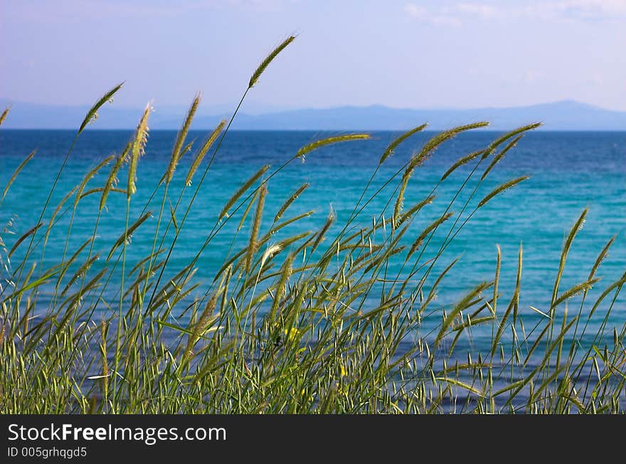 High grass near the sea