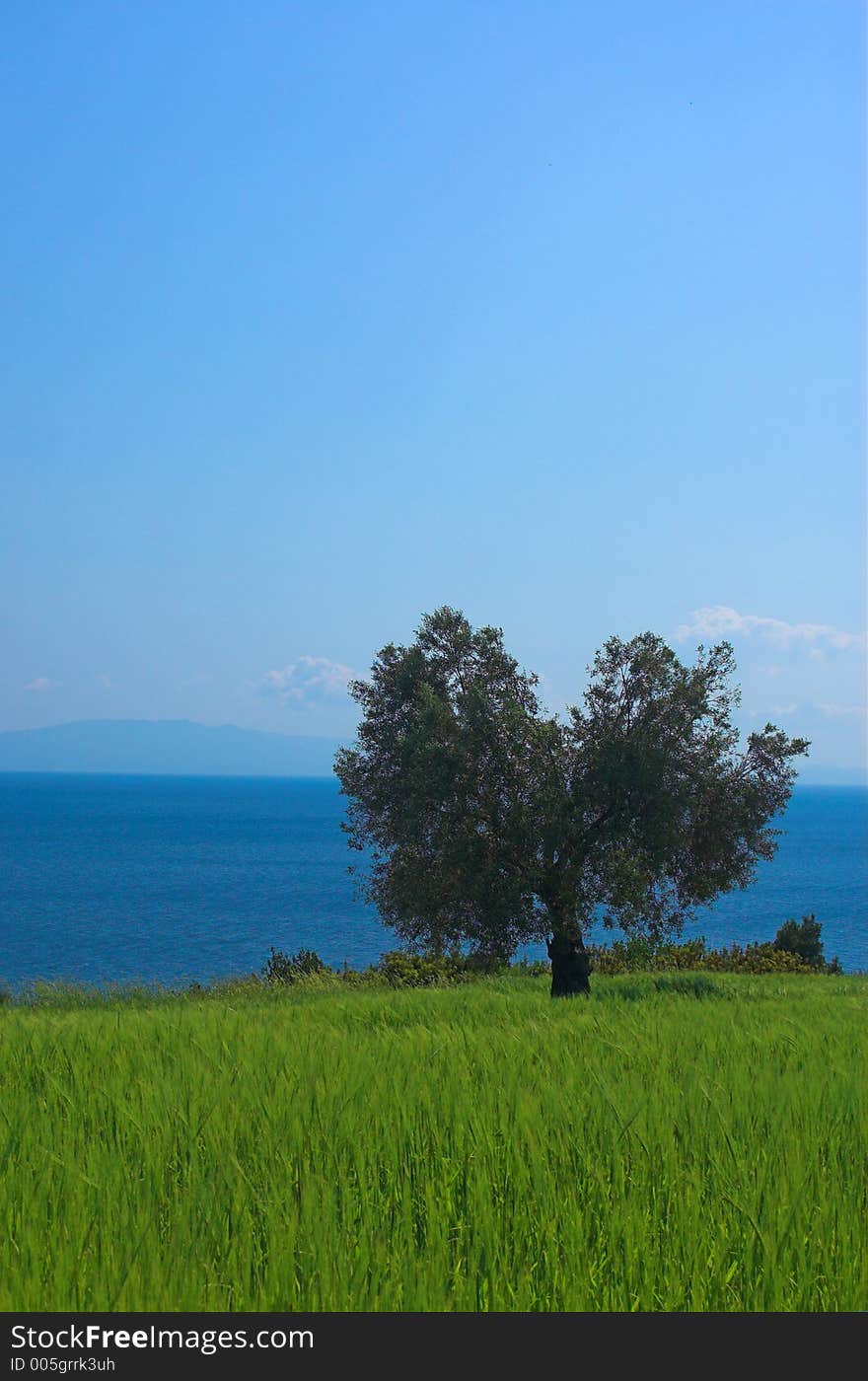 Alone green tree on the field. Alone green tree on the field