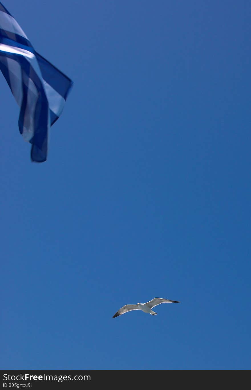 Greek flag and seagull, Athos,Greece