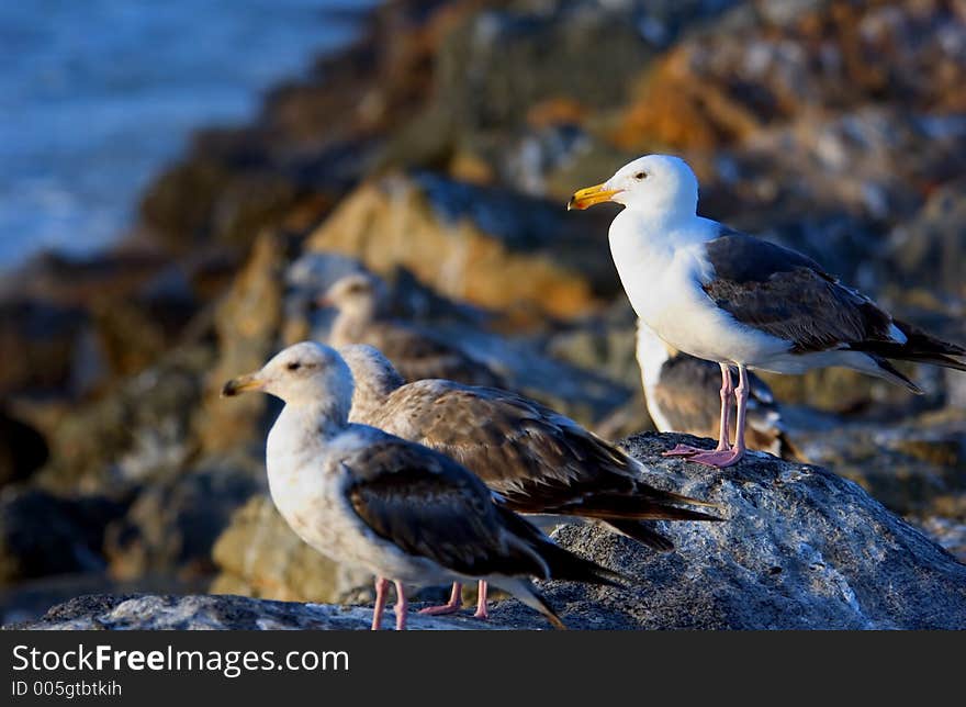 Seagulls sitting on the rocks