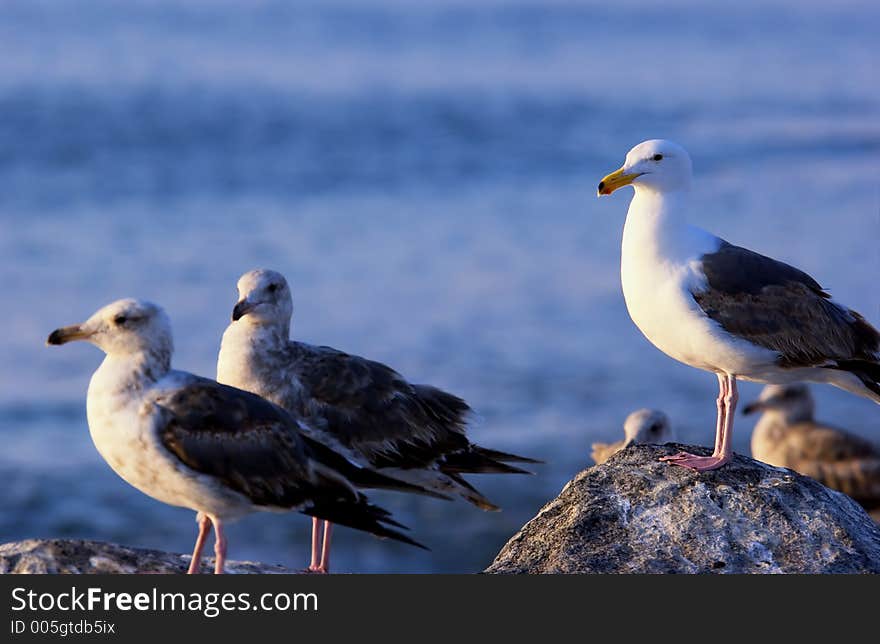 Seagulls sitting on a rock with the ocean in the background