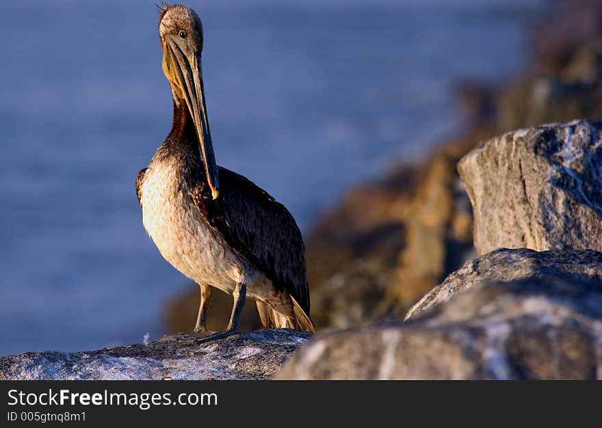 Pelican sitting on a rock with the ocean in the background