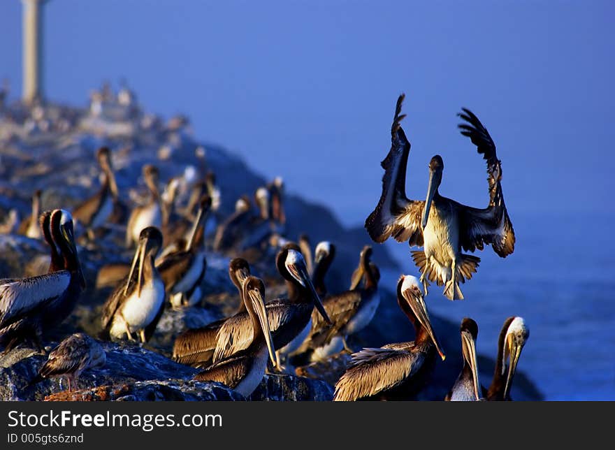 Pelicans on the rocks at the ocean