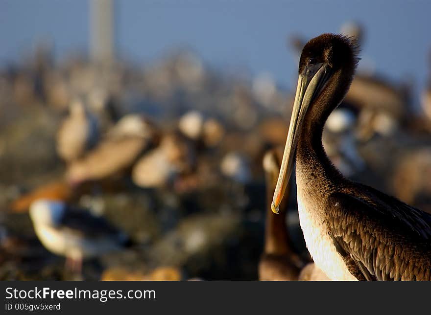 A close up of a pelican