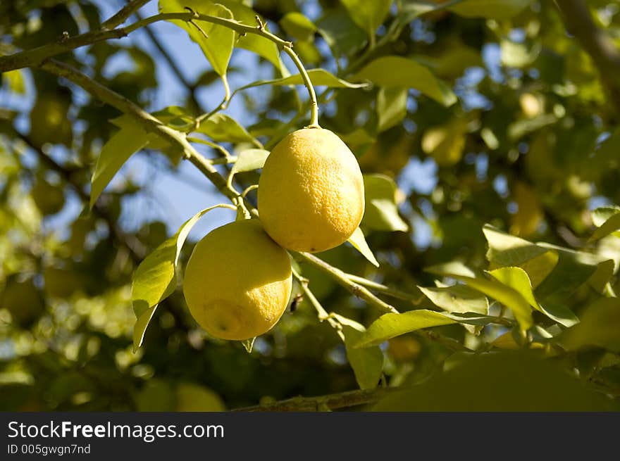 Two lemons hanging on a lemon tree