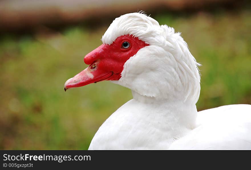 A red face male duck with white clean feather and nice hair style. A red face male duck with white clean feather and nice hair style.