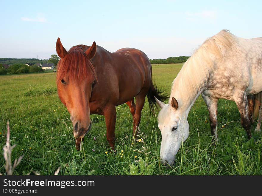 Horses