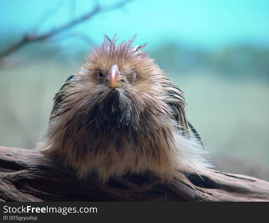 Bird an a Tree. Bird an a Tree