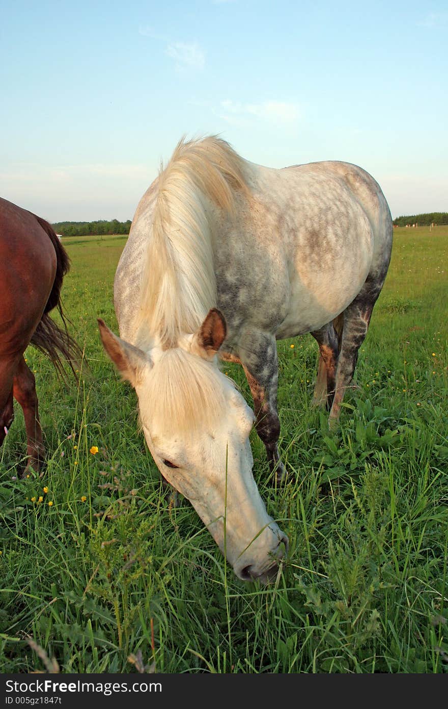 Horse eating