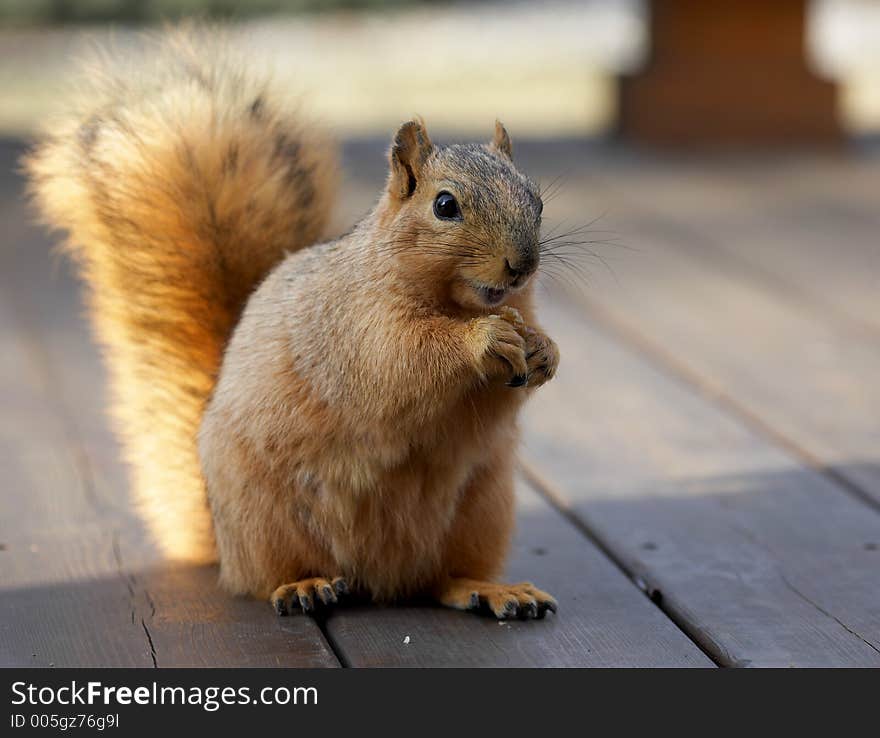 Squirrel Eating Walnut