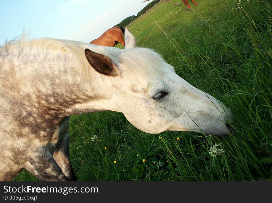 Horse eating gras