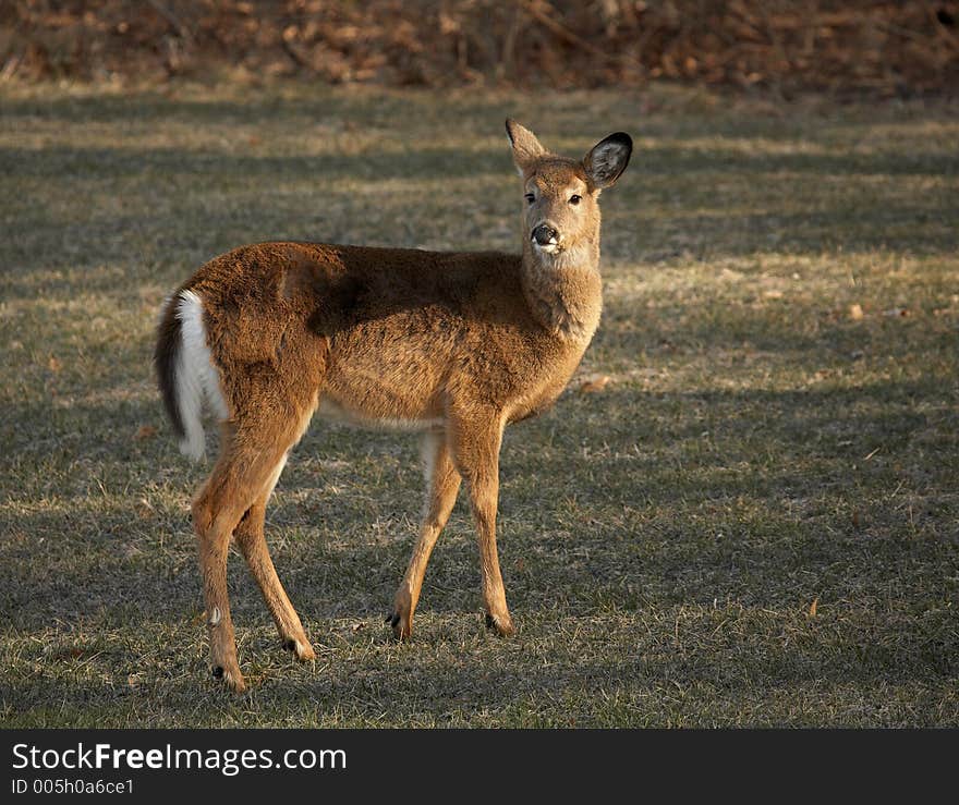 Young Whitetail Deer