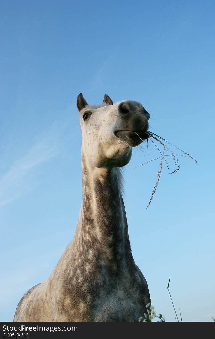 Close up of a grazy looking horse. Close up of a grazy looking horse