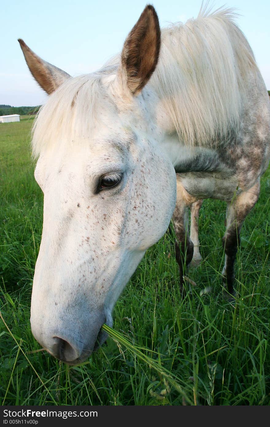 Horse eating gras