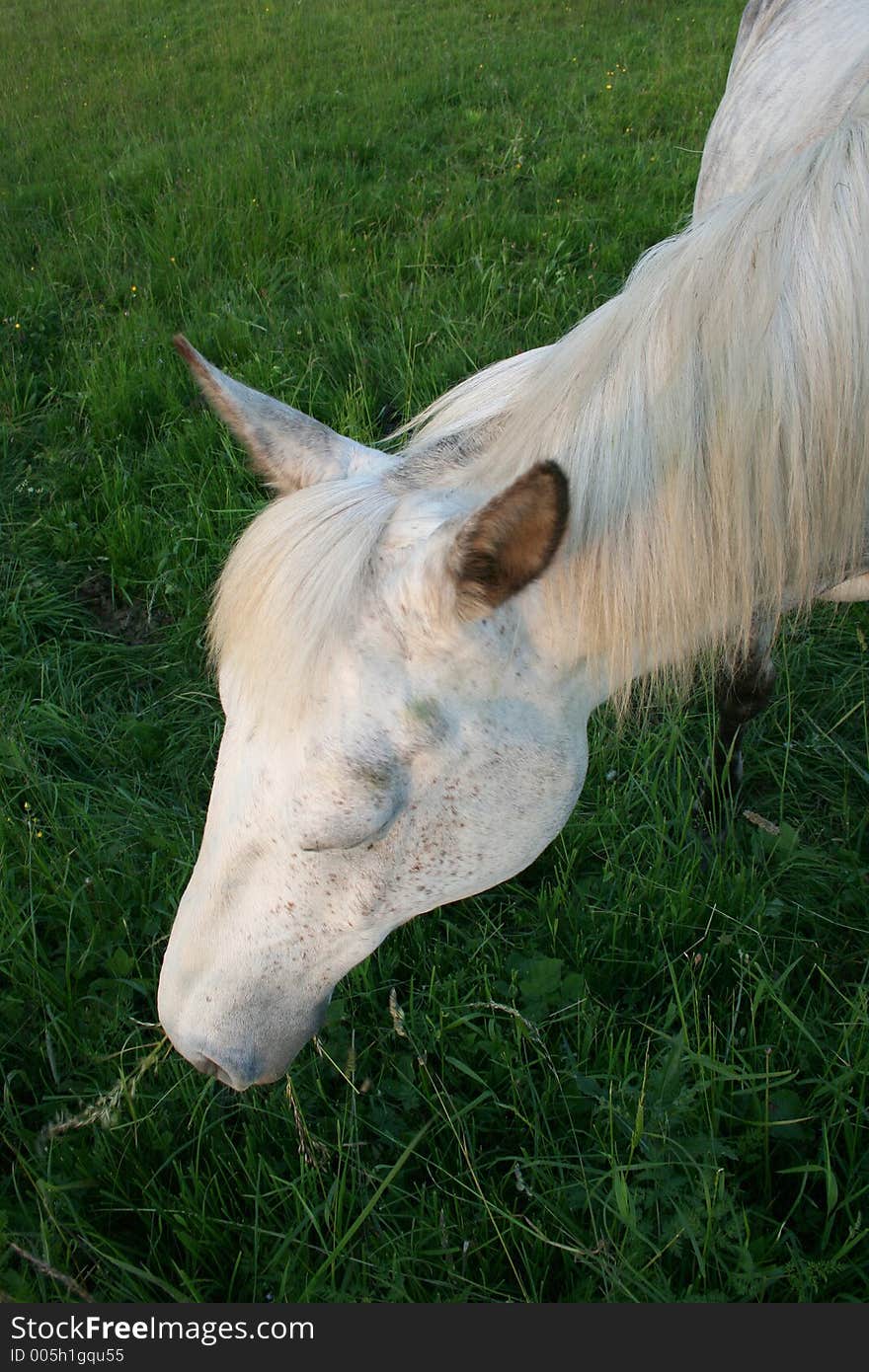 Horse eating gras