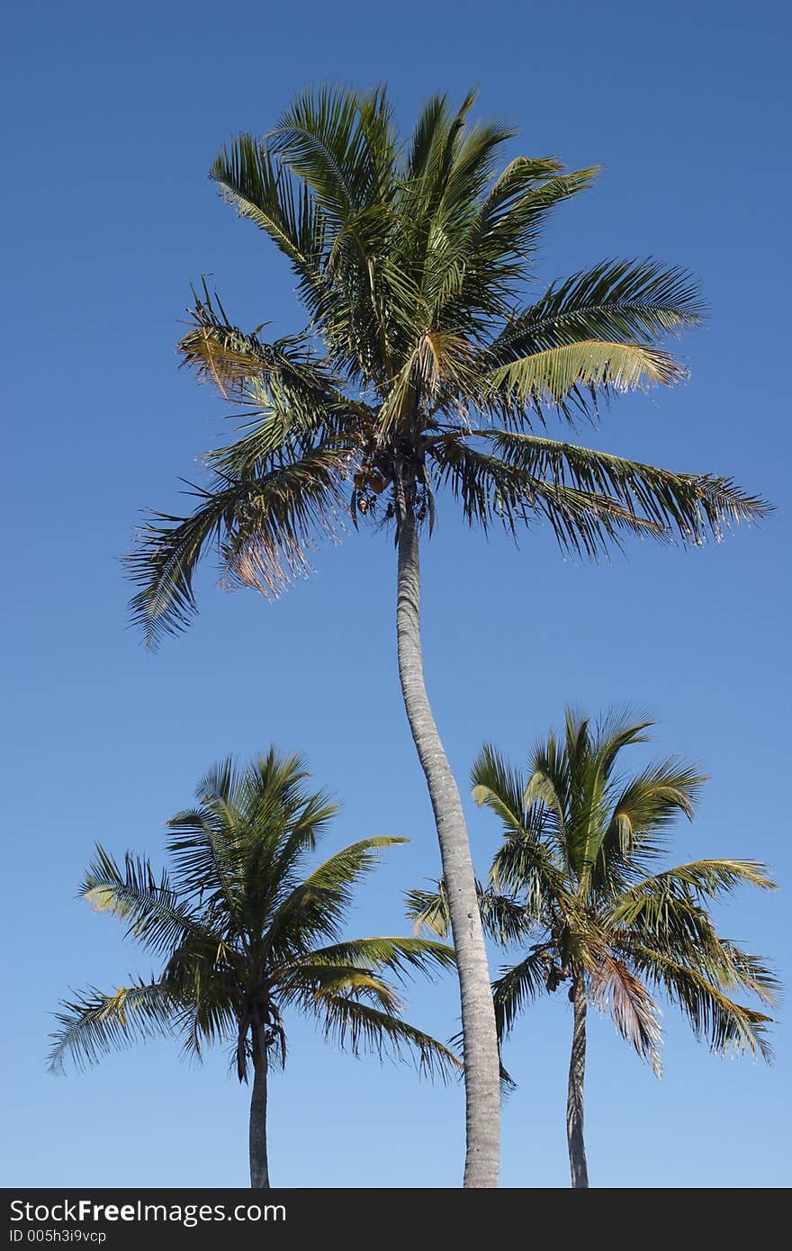 Three palms at the Biscayne National Park visitor center