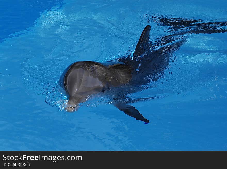 Dolphin swimming. Dolphin swimming