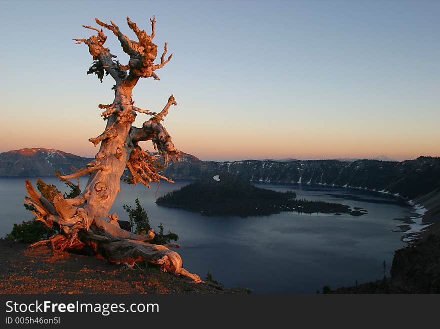 White Bark Pine Sunset