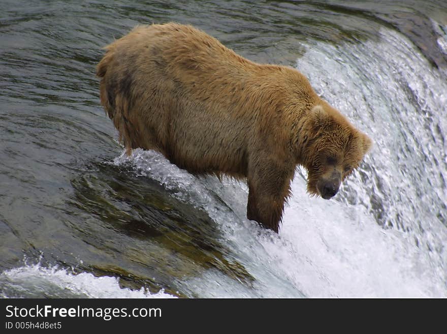 Brown Bear Fishing