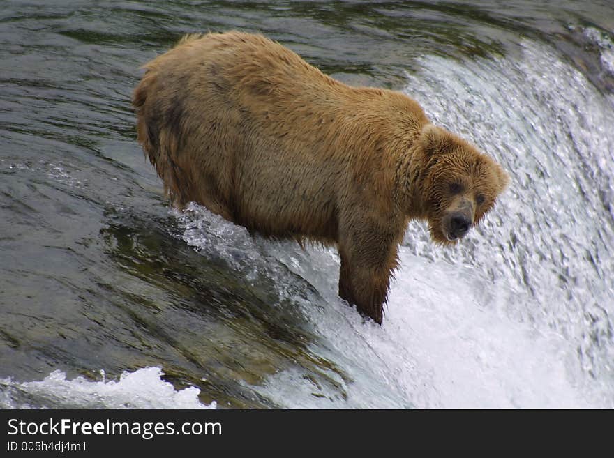 Brown Bear Fishing