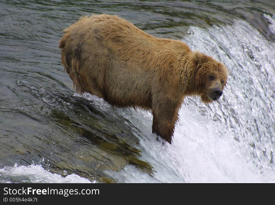 Brown Bear Fishing