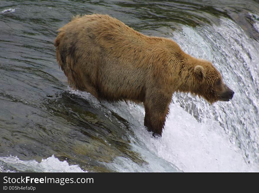 Brown Bear Fishing